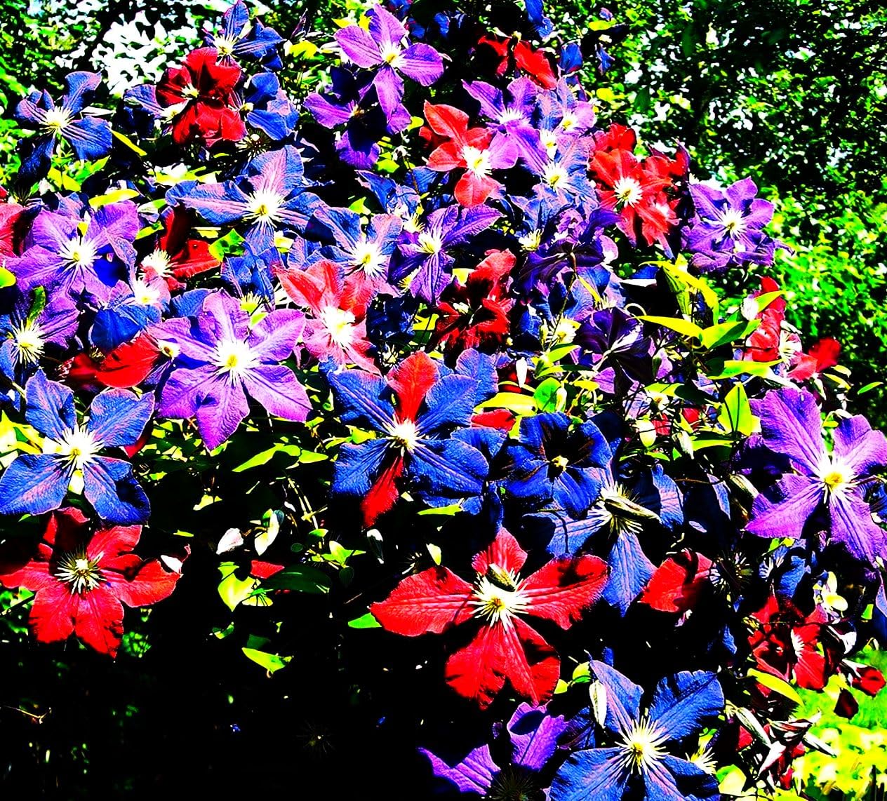 Clematis Seeds – Mixed Colors
