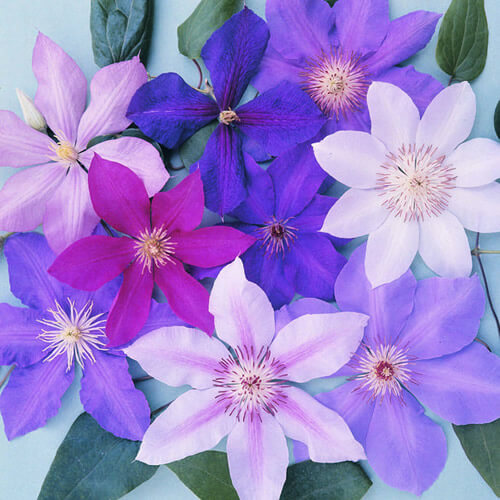Clematis Seeds – Mixed
