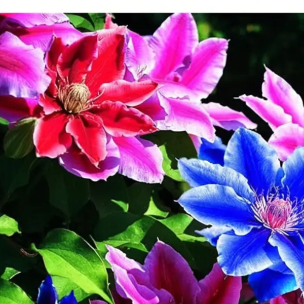 Clematis Seeds – Mixed Varieties
