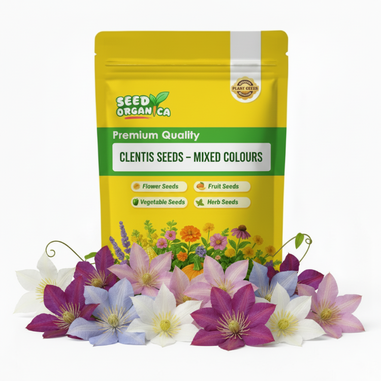 Clematis – Mixed colours