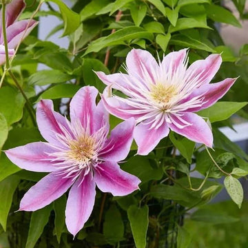Clematis Seeds – Purple Flower Mix, Heirloom
