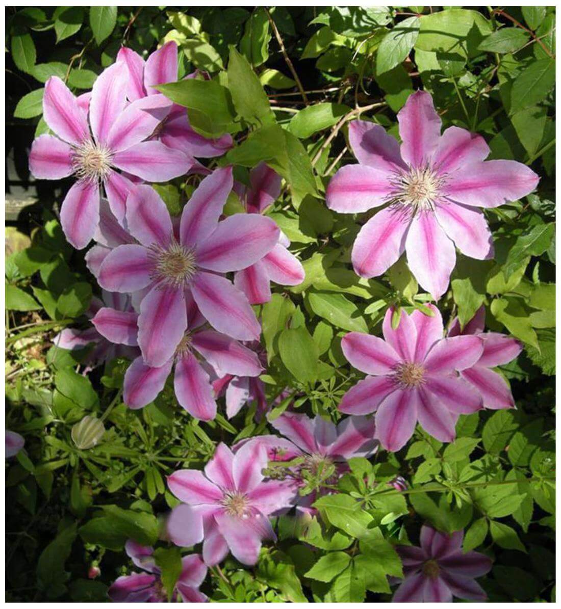 Clematis Seeds – Purple Flower Mix, Heirloom
