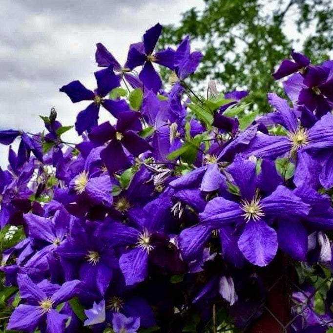 Clematis Seeds – Purple
