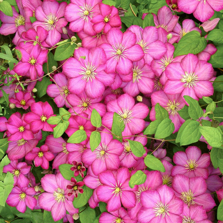 Clematis Seeds – Queen of Vines, Climbing
