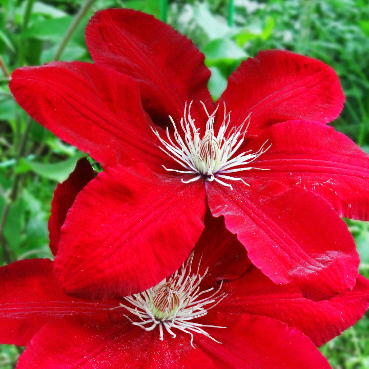Clematis Seeds – Red
