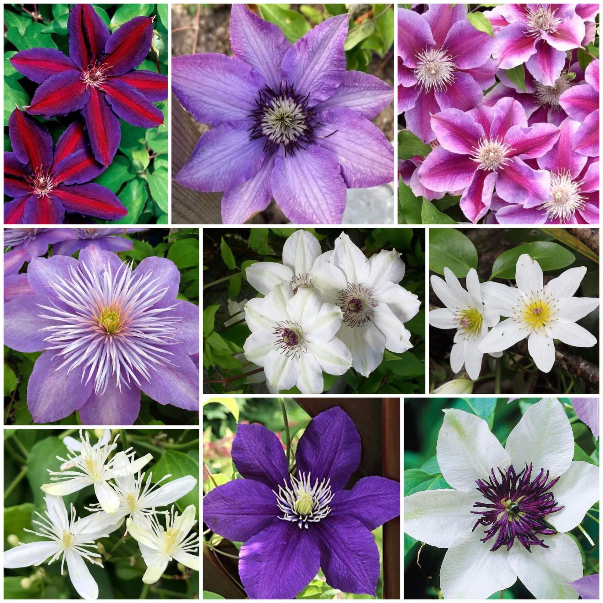 Clematis Seeds - All In One For Home Gardens