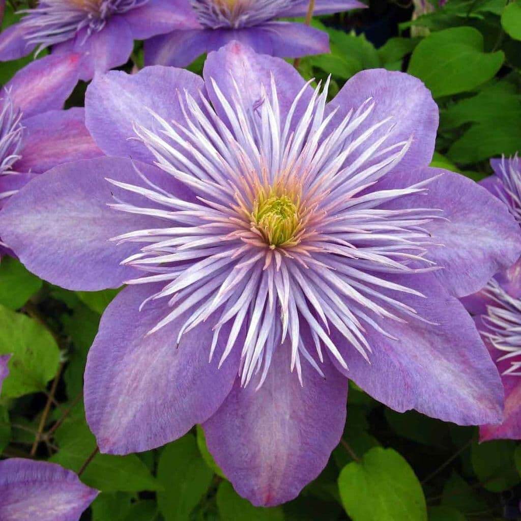 Clematis Seeds - All In One For Home Gardens