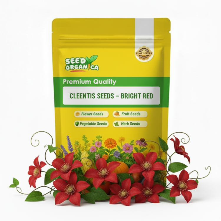 Clematis Seeds – Bright Red