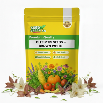 Clematis Seeds – Brown White