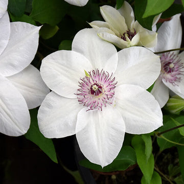 Clematis Seeds – Brown White Bloom wildflower