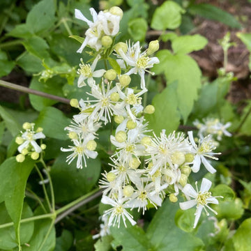 Clematis Seeds – Climbing Vine
