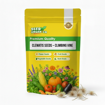 Clematis Seeds – Climbing Vine