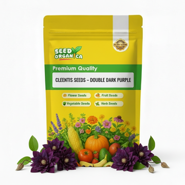 Clematis Seeds – Double Dark Purple