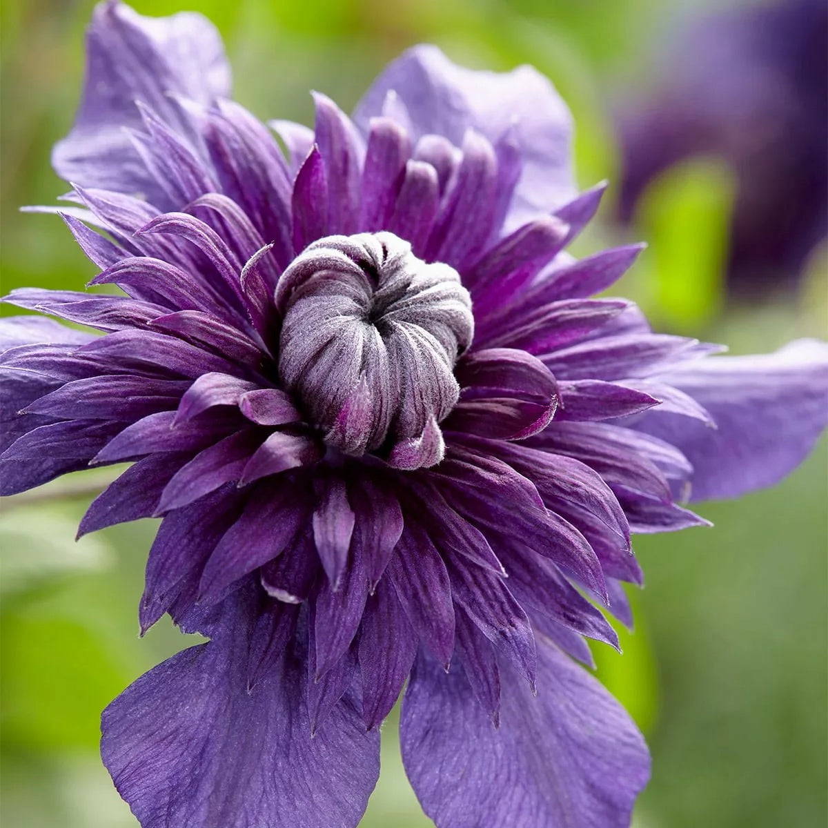 Clematis Seeds – Double Purple
