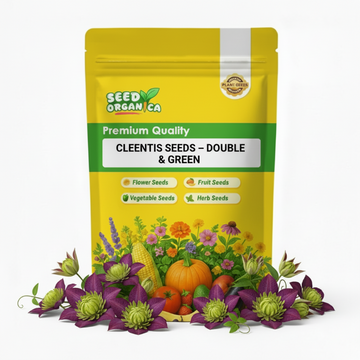 Clematis Seeds – Double Purple & Green