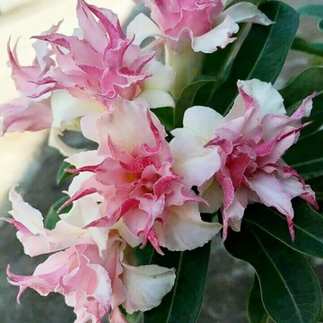 Clematis Seeds – Double White Pink
