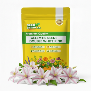 Clematis Seeds – Double White Pink