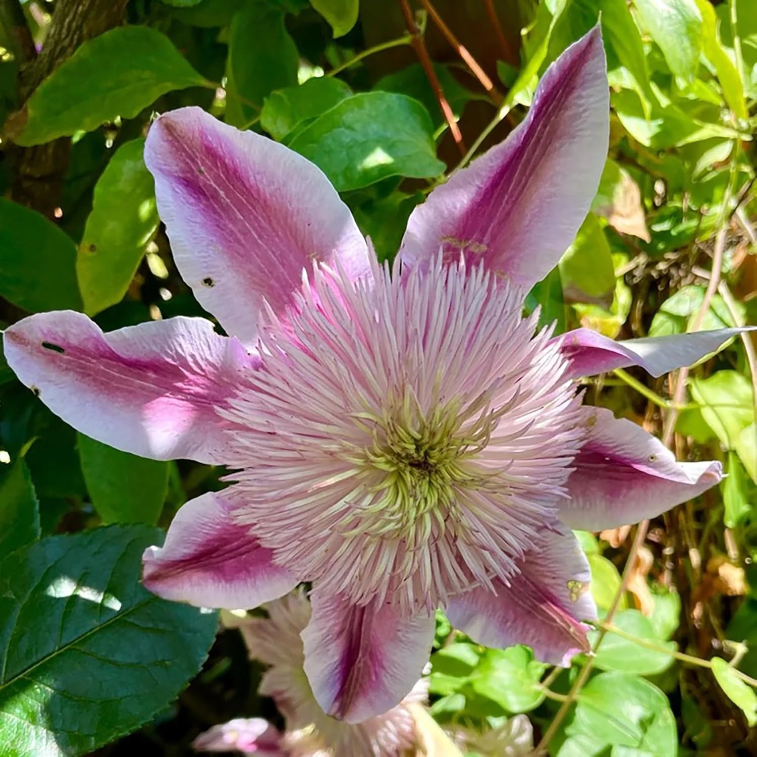 Clematis Seeds – Empress
