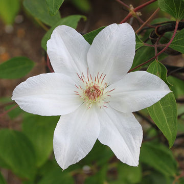 Clematis Seeds – Henryi
