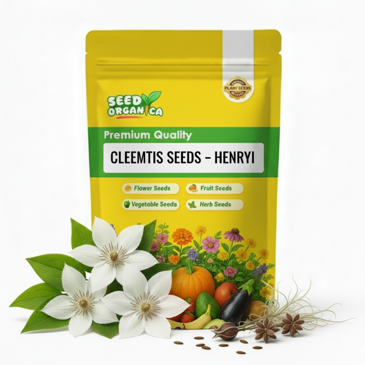 Clematis Seeds – Henryi