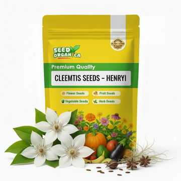 Clematis Seeds – Henryi