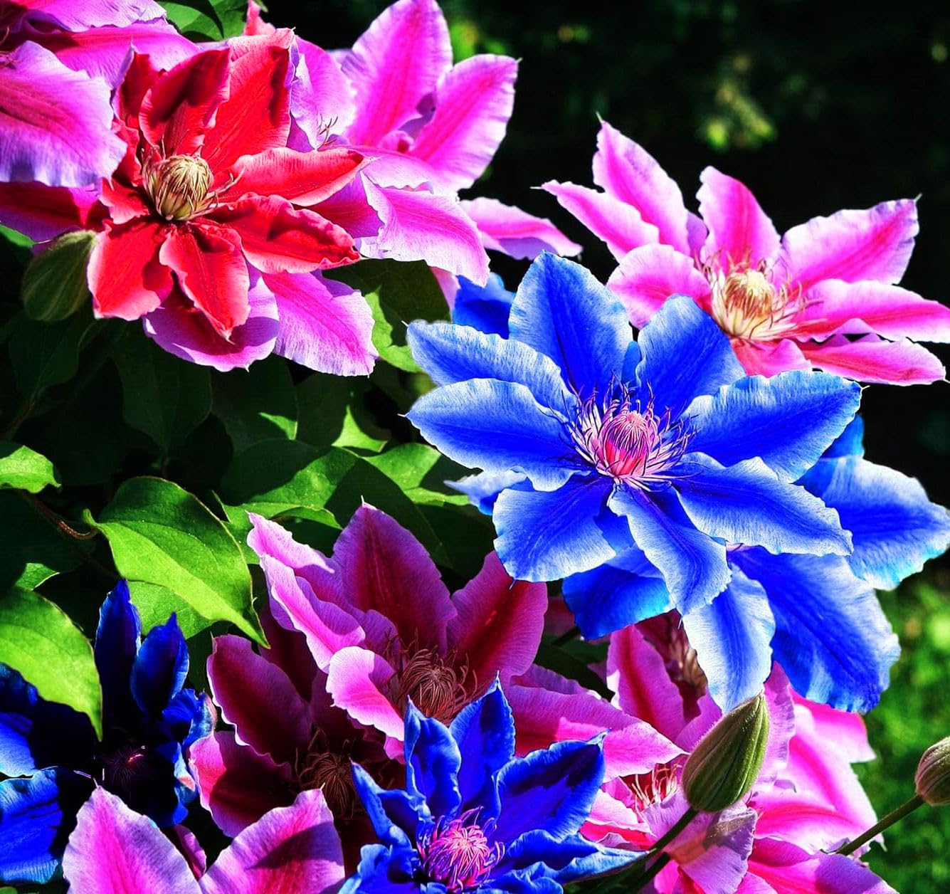 Clematis Seeds – Mixed Colors
