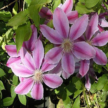 Clematis Seeds – Purple Flower Mix, Heirloom
