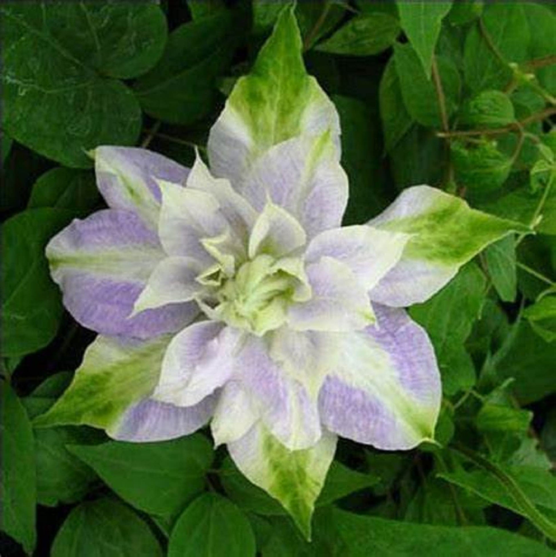 Clematis Seeds – Purple Green
