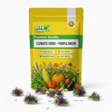 Clematis Seeds – Purple Green