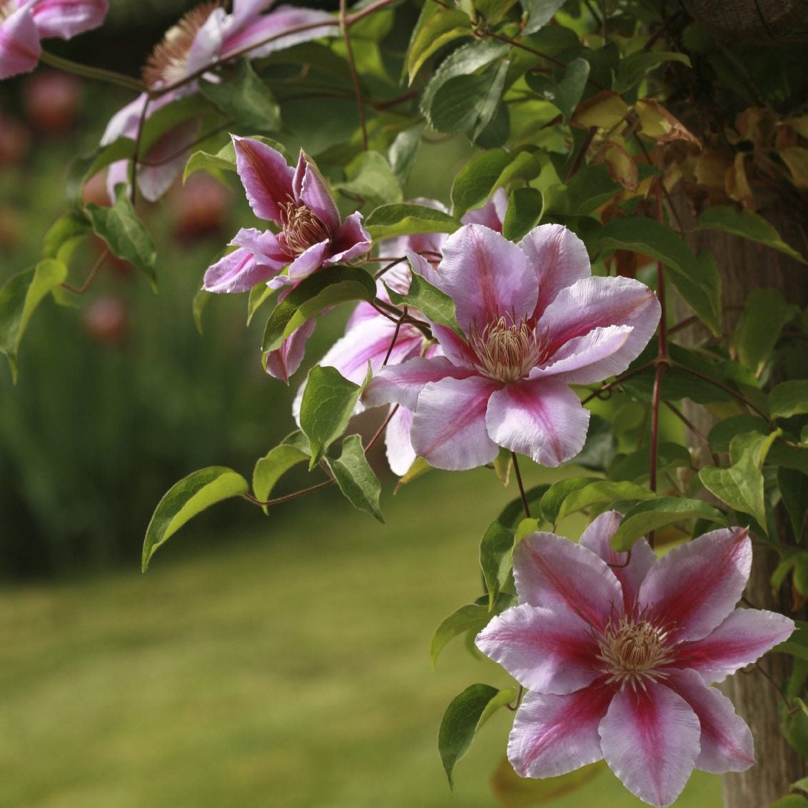 Clematis Seeds – Queen of Vines, Climbing
