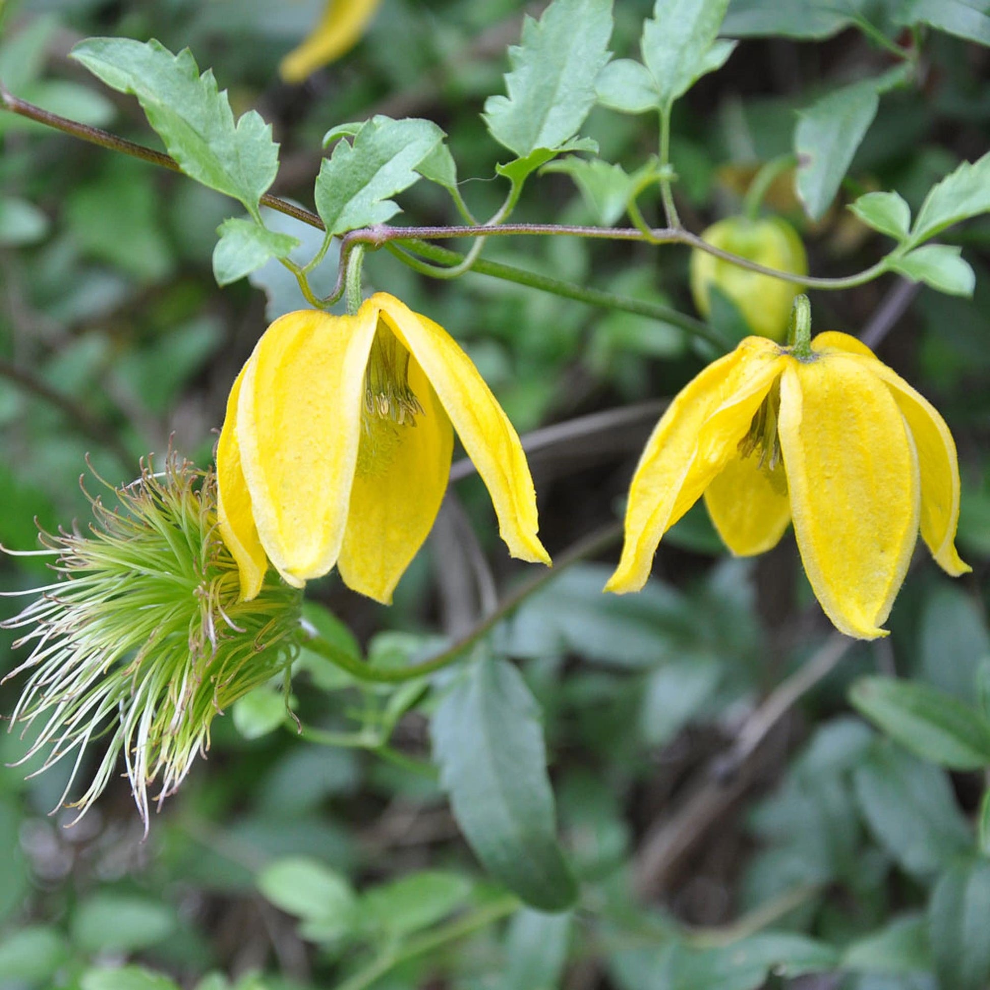 Clematis Seeds – Tangutica
