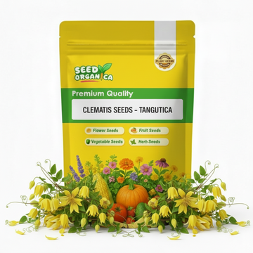 Clematis Seeds – Tangutica