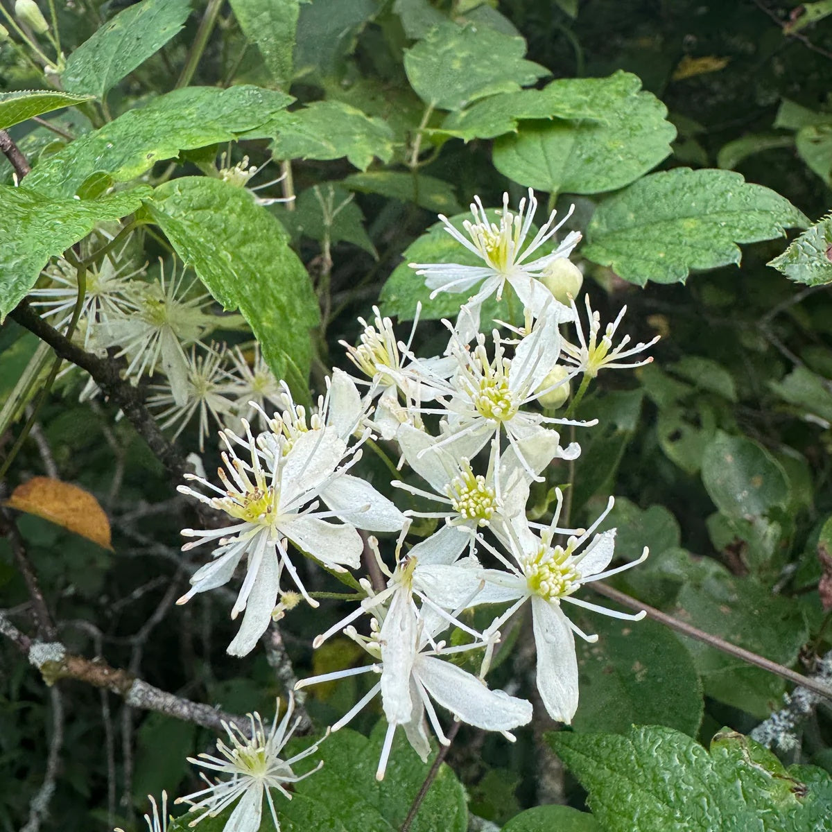 Clematis Seeds – Virginiana
