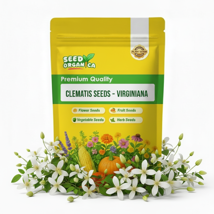 Clematis Seeds – Virginiana