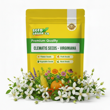 Clematis Seeds – Virginiana