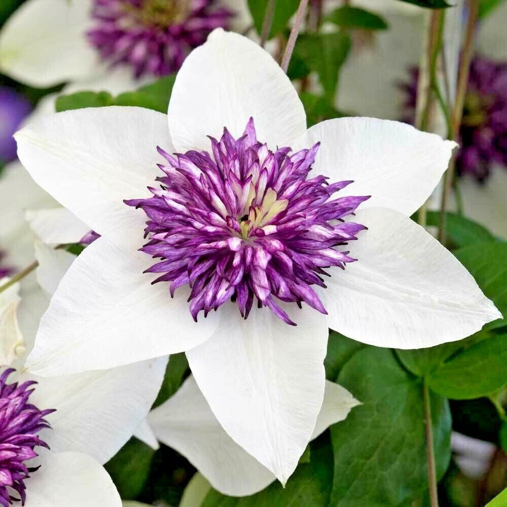 Clematis Seeds – White and Purple
