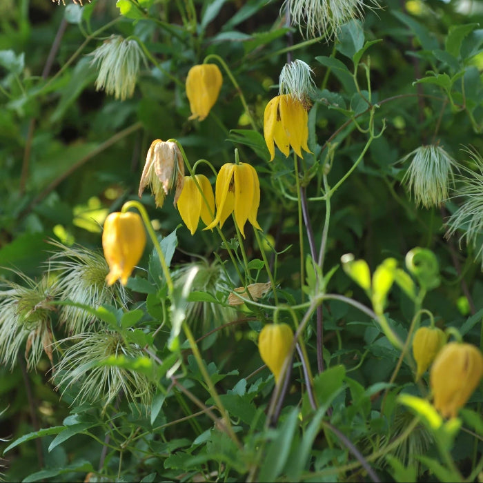 Clematis Seeds – Tangutica
