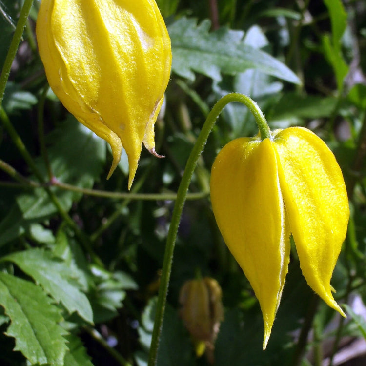 Clematis Seeds – Tangutica
