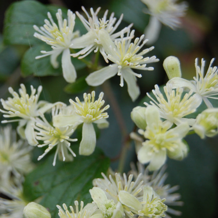 Clematis Seeds – Virginiana
