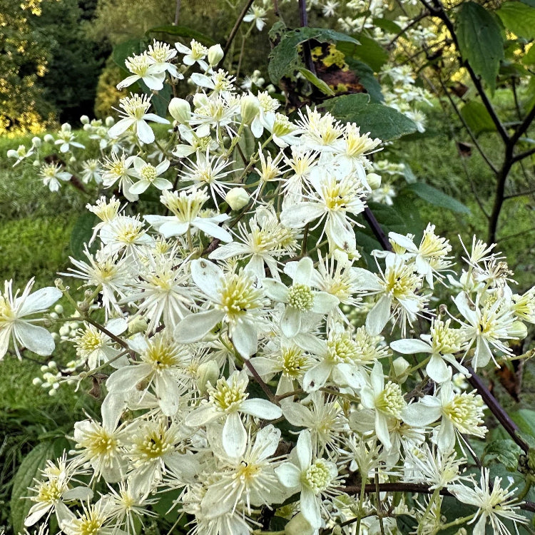 Clematis Seeds – Virginiana
