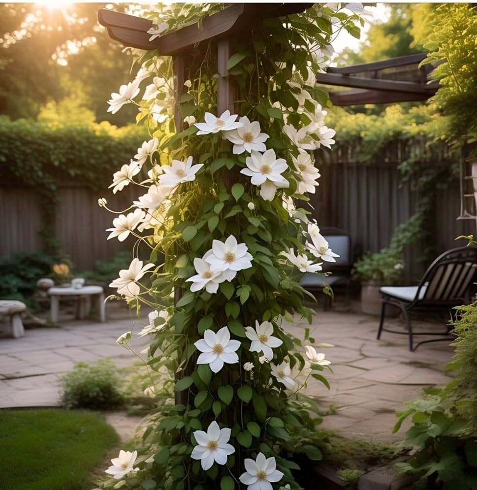 Clematis Seeds – White
