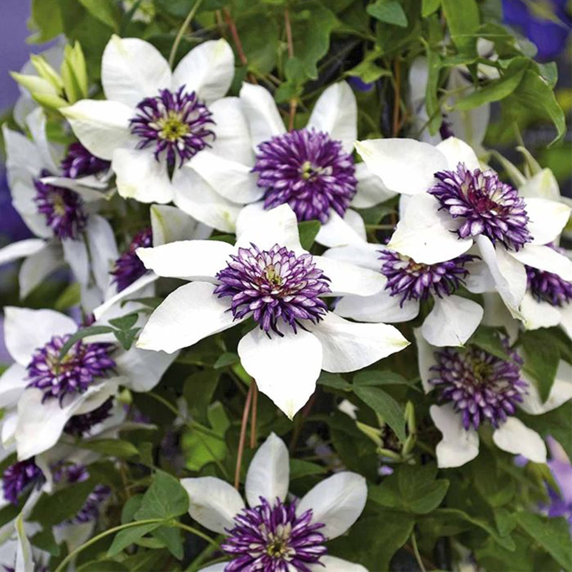 Clematis Seeds – White and Purple
