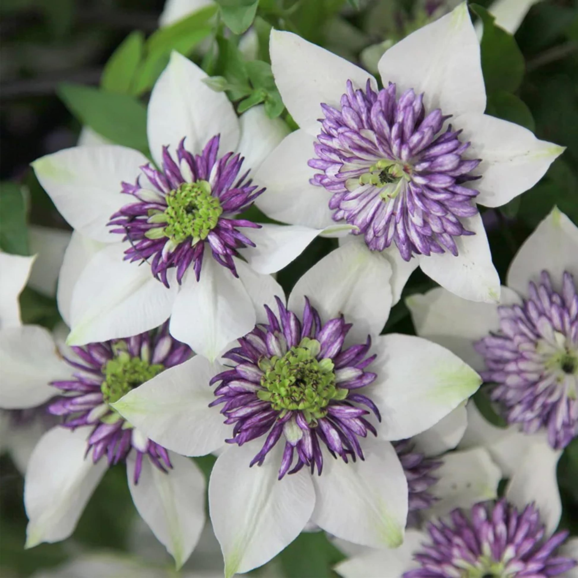 Clematis Seeds – White and Purple
