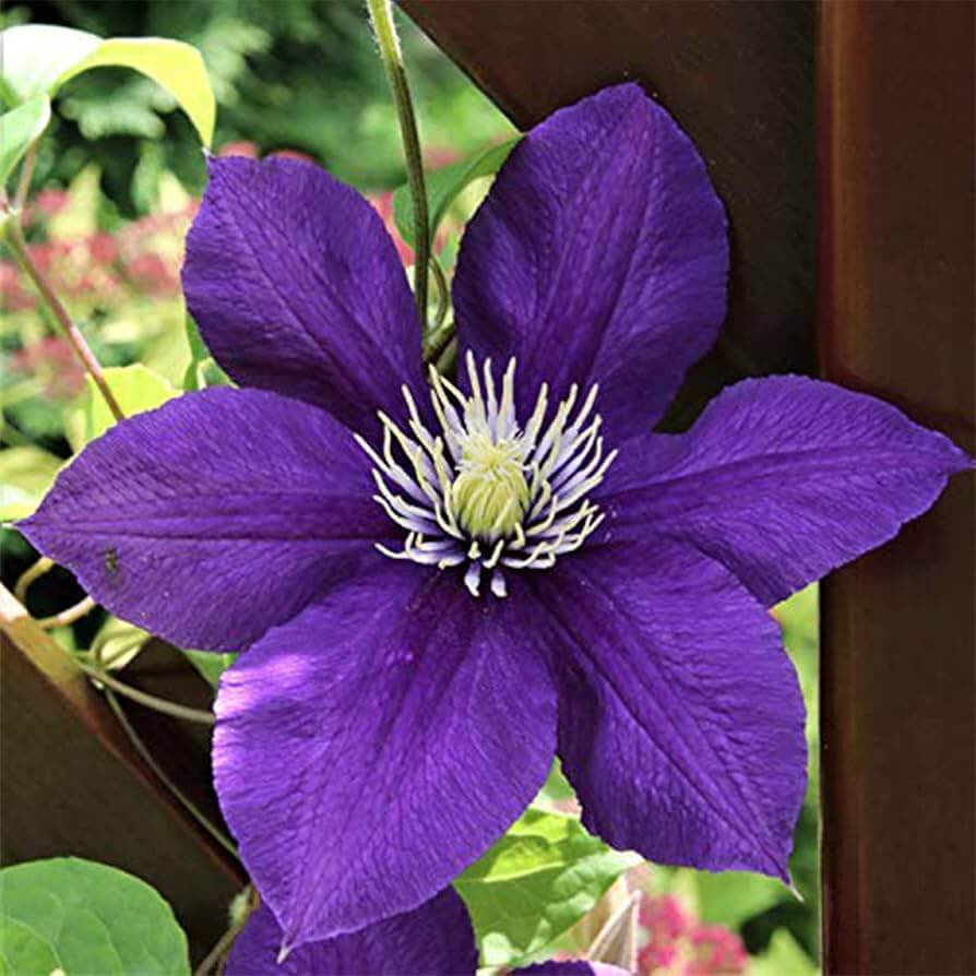 Clematis Seeds – Wildflower Mix