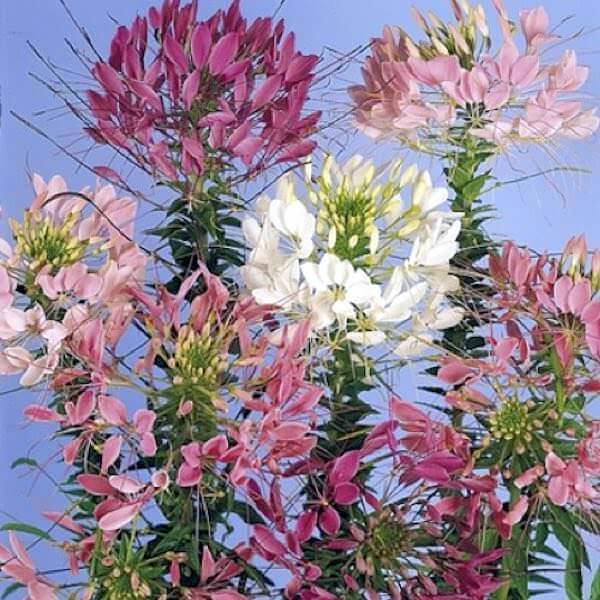 Cleome Seeds – Queen