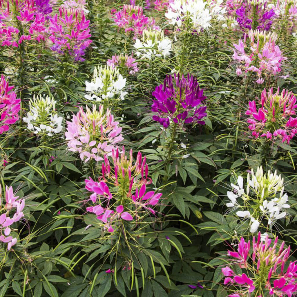 Cleome Seeds – Queen
