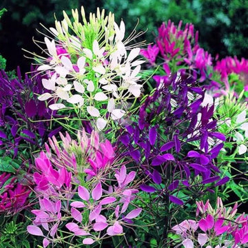 Cleome Seeds – Queen