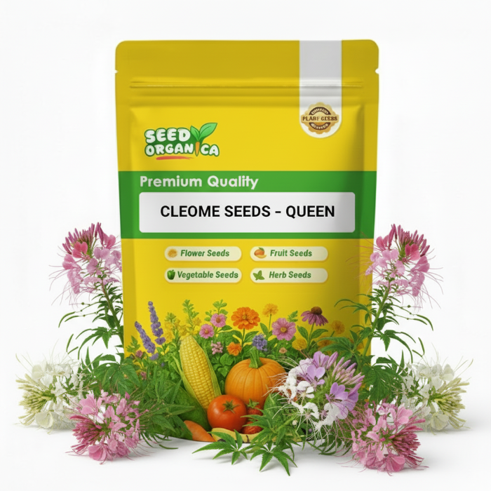 Cleome Seeds – Queen