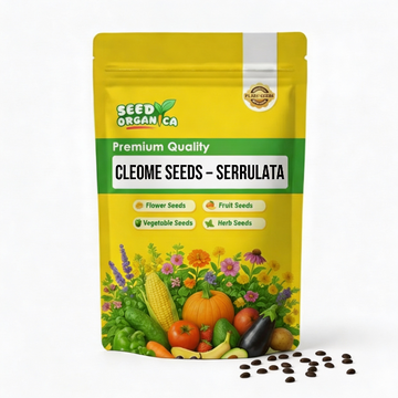 Cleome Seeds – Serrulata