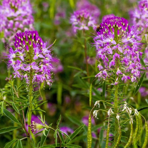 Cleome Seeds – Serrulata
